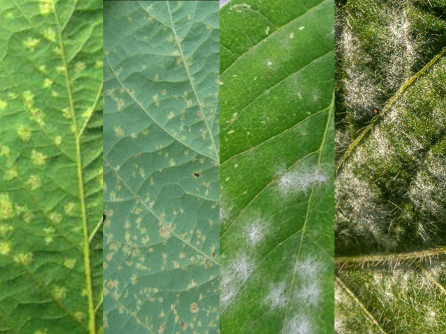 Baixas temperaturas favorecem aparecimento de fungos na soja