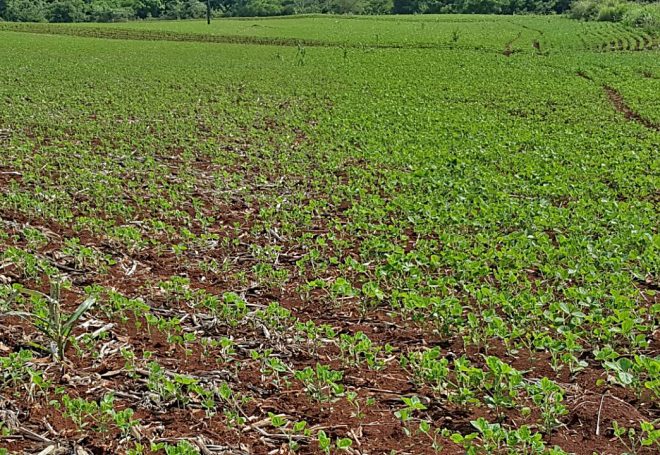 Paraná avança no plantio da soja e condições das lavouras estão boas