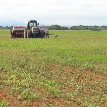 Foto: Tocantins/Canal Rural