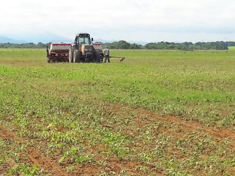 Foto: Tocantins/Canal Rural