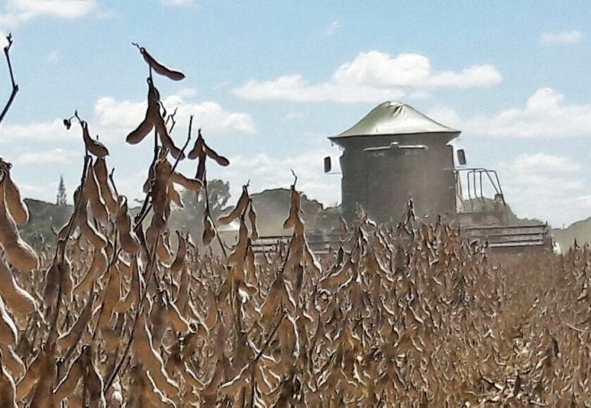 Tempo firme favorece e colheita da soja avança rápido no Sul do país