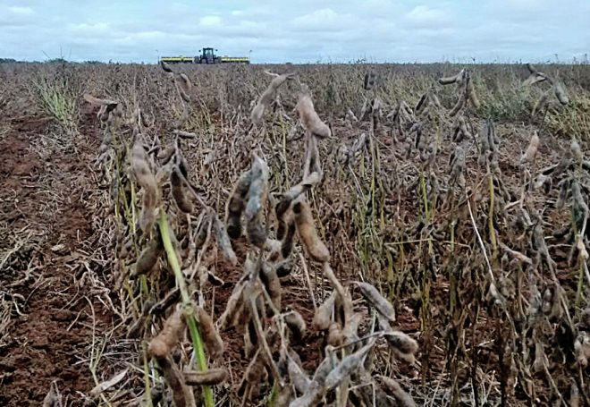 Tristeza sem fim: soja estraga e produtores plantam milho em cima