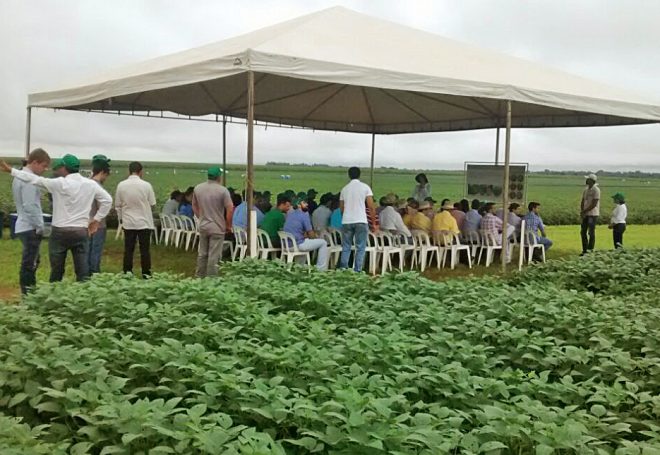 MT: centro de pesquisas prioriza estudos sobre plantio em solos arenosos