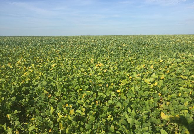 Rondônia tem 4 milhões de hectares com potencial para produção de soja