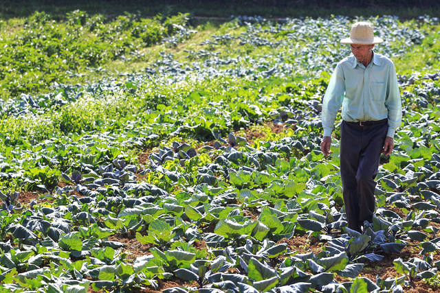 Ludovico Carachenski, agricultor e proprietário do Sítio São Luiz na Colônia Figueiredo em Campo Largo.
Campo Largo, 10-04-15.
Foto: Arnaldo Alves - ANPr.