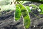 O USDA vem aí! Veja como ficaram as cotações da soja com a expectativa do relatório