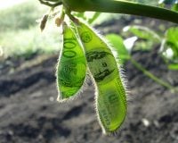 O USDA vem aí! Veja como ficaram as cotações da soja com a expectativa do relatório