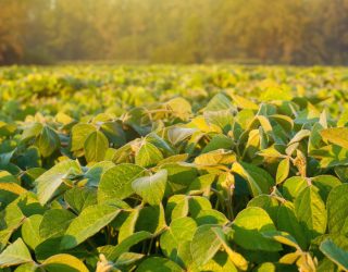 Sudeste tem 650 sojicultores inscritos no Desafio Nacional de Máxima Produtividade