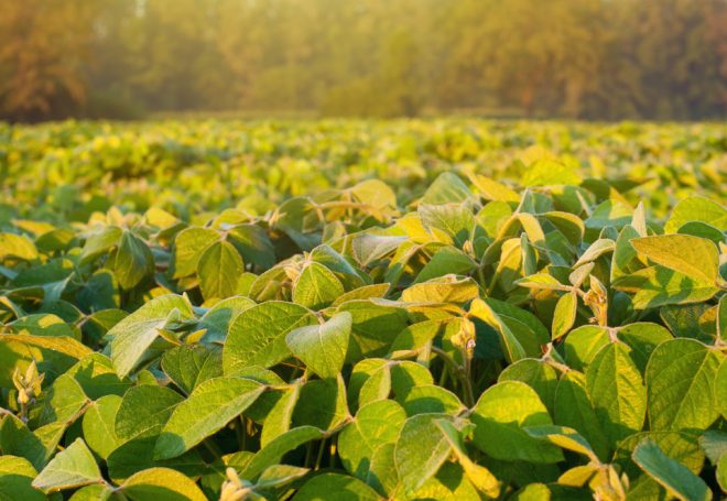 Áreas de soja do Paraná terão boa janela de tempo seco