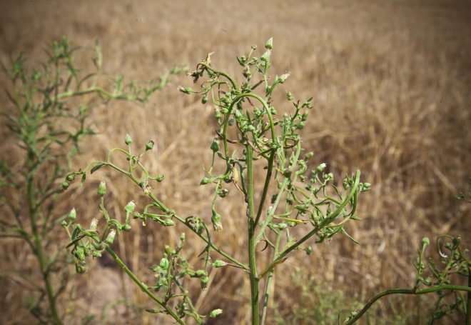 Buva já gera gasto adicional de quase uma saca de soja por hectare