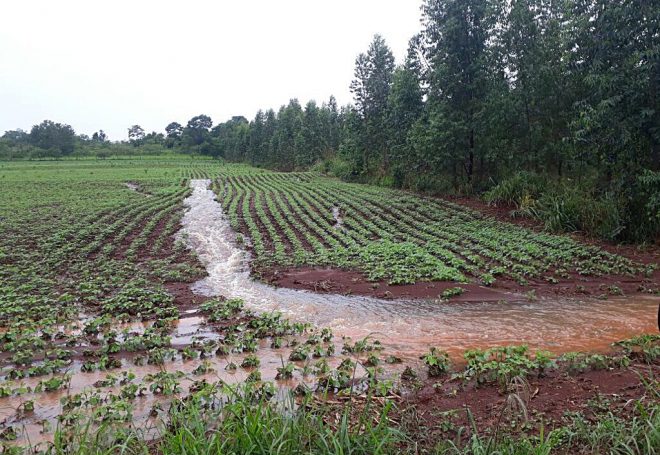 Paraná não terá trégua das chuvas neste início de colheita da soja