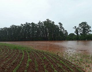 Lavouras de soja do Matopiba receberão fortes chuvas a partir do dia 7