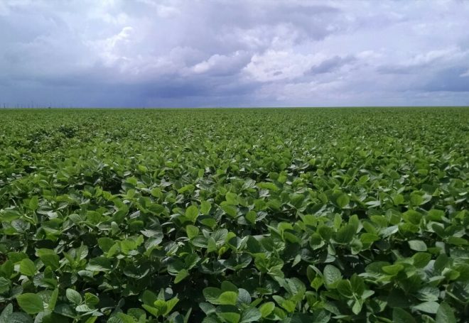 Rondônia apresenta suas vantagens para a produção de soja