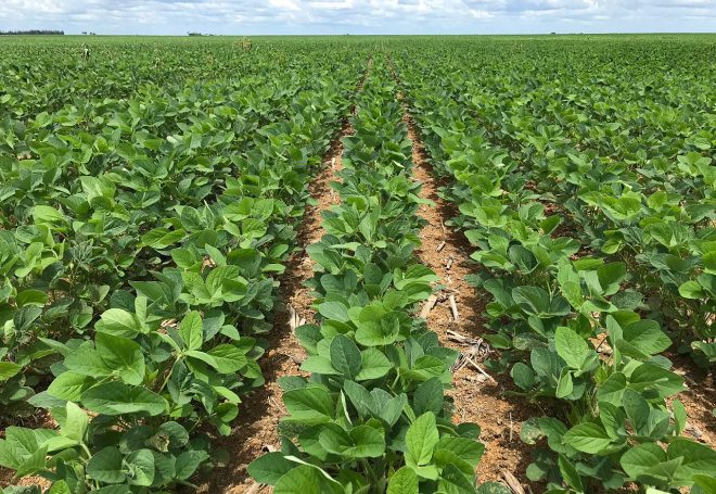 Paraná já plantou 59% da área de soja, mas lavouras perderam qualidade