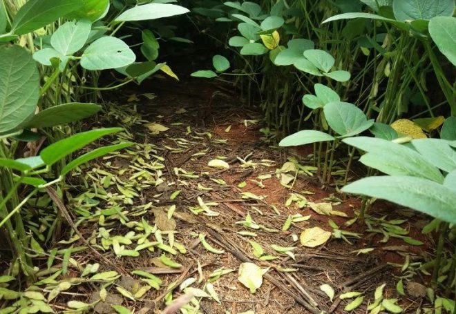 Embrapa explica motivos de perdas em lavouras de soja