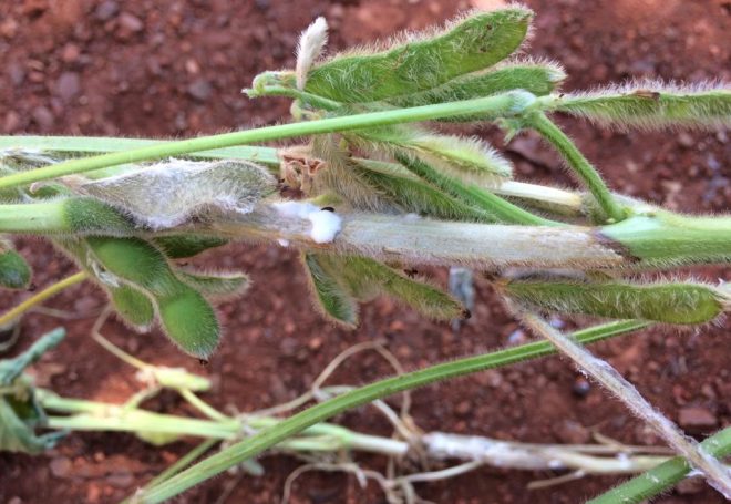 Soja: mofo branco traz prejuízos para Mato Grosso e Rio Grande do Sul