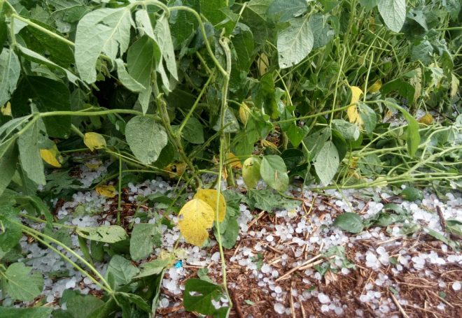 Veja fotos e vídeos de granizo que arrasou lavouras de soja no Rio Grande do Sul