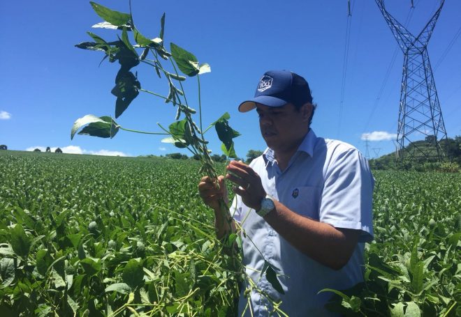 Lavoura de soja gigante complica manejo e tem menor produtividade