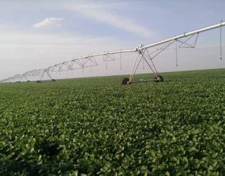 Sojicultores não conseguem investir em lavouras por falta de licenças ambientais