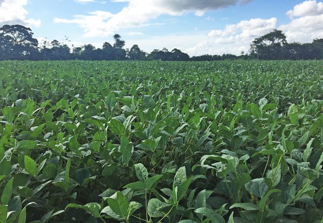 Bolívia aposta na soja e produtores recebem preços iguais aos vistos no Paraná