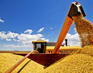Preço da soja: veja o que pode mexer com o mercado nesta semana