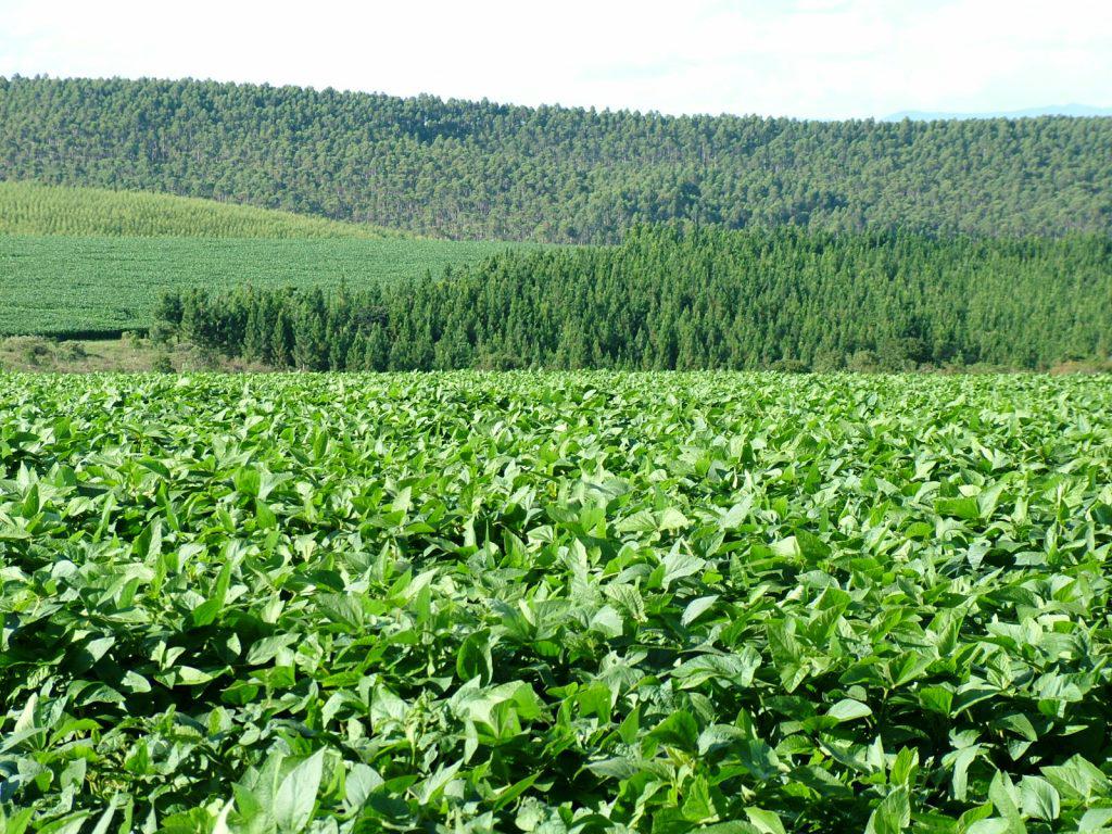 soja em Minas Gerais soja em Minas Gerais