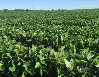 USDA estima supersafra de soja nos EUA e preço desaba quase 5%