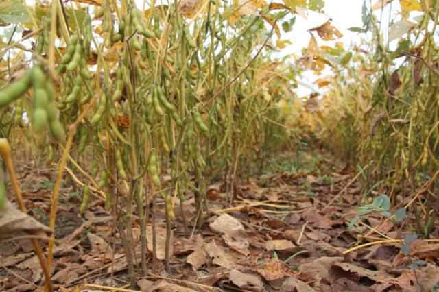 Em ano de alto risco climático, Embrapa dá dicas para garantir uma boa lavoura de soja