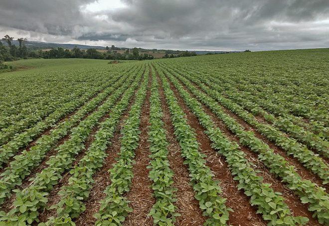 USDA: mercado espera poucas mudanças para a área plantada de soja nos EUA