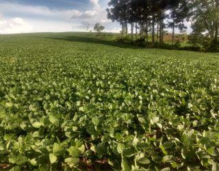 Do plantio à colheita – Vamos acompanhar esta produção de soja do Paraná?