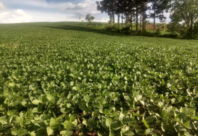 Do plantio à colheita – Vamos acompanhar esta produção de soja do Paraná?
