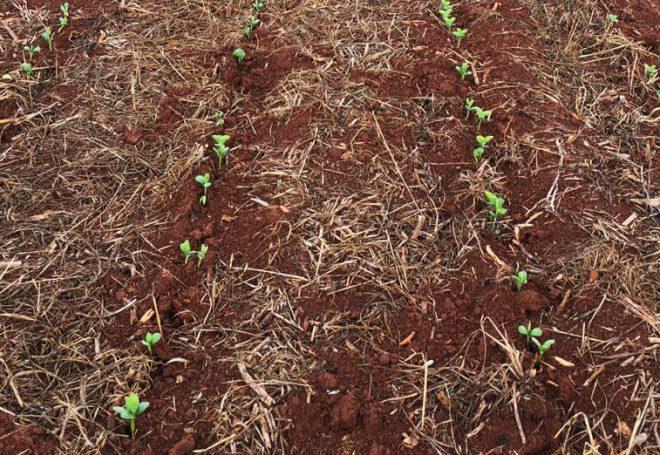 Mesmo com chuvas, plantio da soja segue adiantado no Brasil