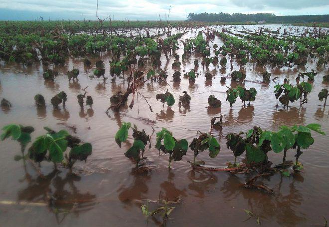 Soja fica alagada em Mato Grosso e produtor contabiliza prejuízos