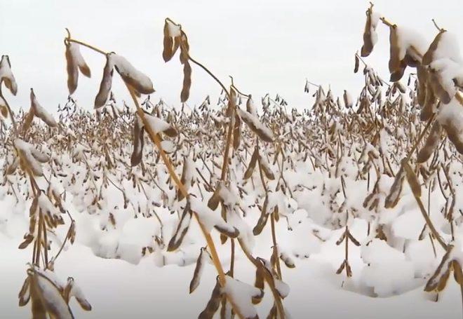 Plantação de soja fica embaixo de neve nos Estados Unidos