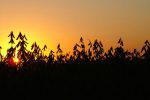 soja ao por do sol