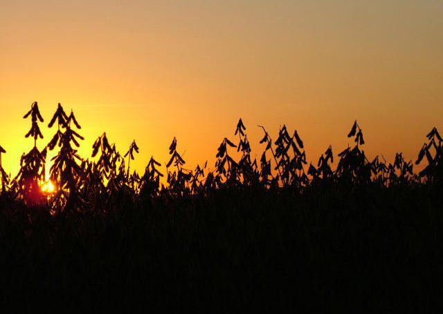 soja ao por do sol soja ao por do sol