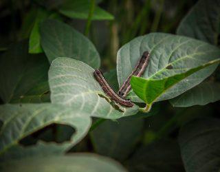 soja lagarta intacta