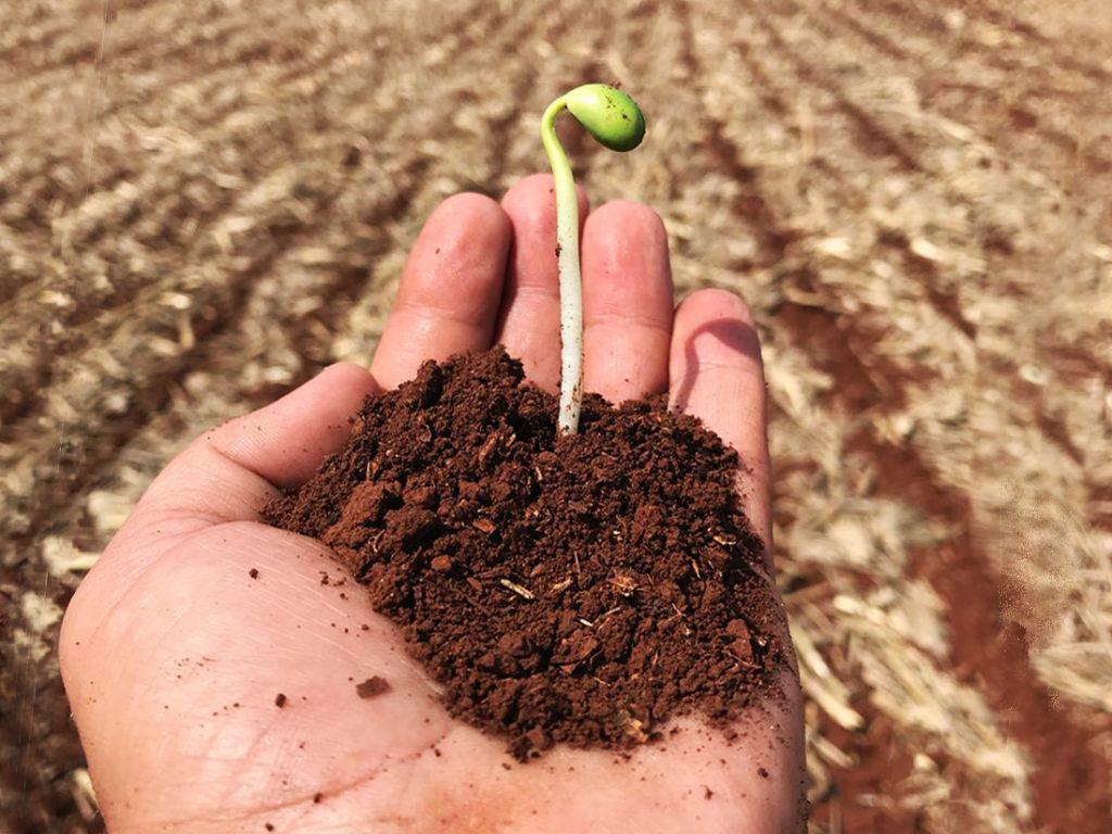 semente planta de soja resistente ao dicamba biotecnologia