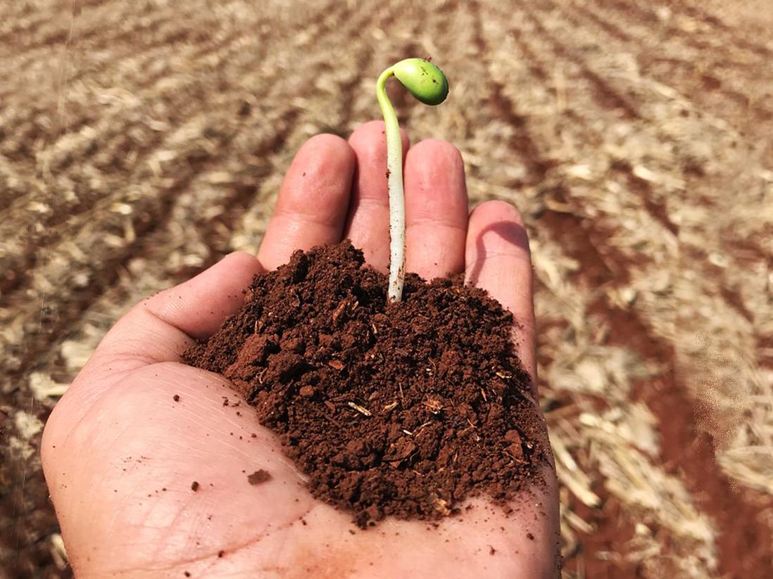 semente planta de soja resistente ao dicamba biotecnologia