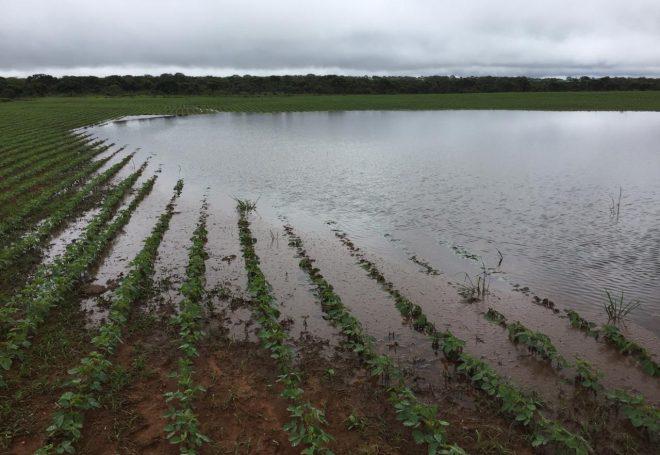 Soja: Goiás deve registrar chuvas todos os dias de dezembro