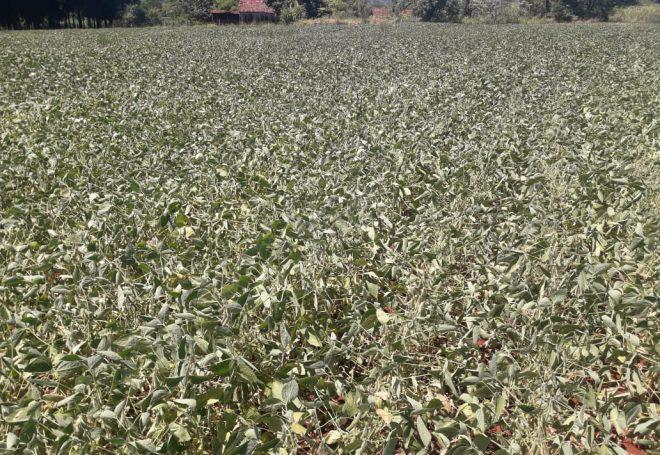 Lavouras de Goiás já sentem efeitos da falta de chuvas