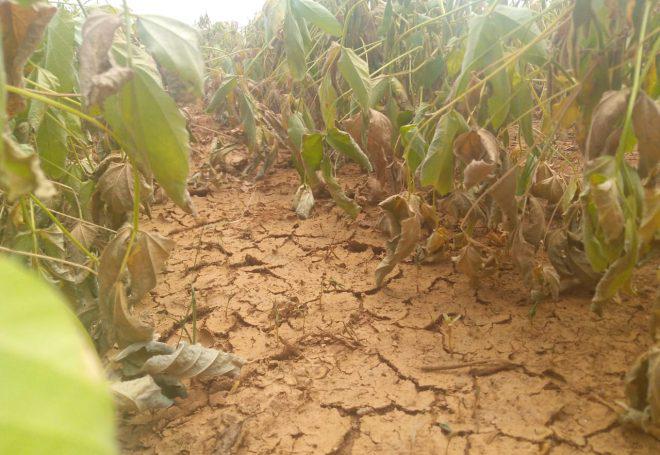 Soja: 20% da safra de Mato Grosso do Sul pode ter sido perdida com estiagem