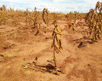 Lavoura de soja seca em Mato Grosso do Sul quebra, la niña, estiagem