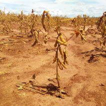 Lavoura de soja seca em Mato Grosso do Sul quebra, la niña, estiagem