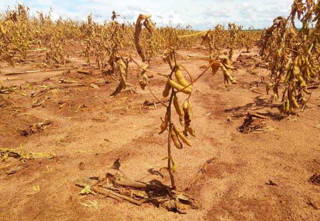 Lavoura de soja seca em Mato Grosso do Sul quebra, la niña, estiagem