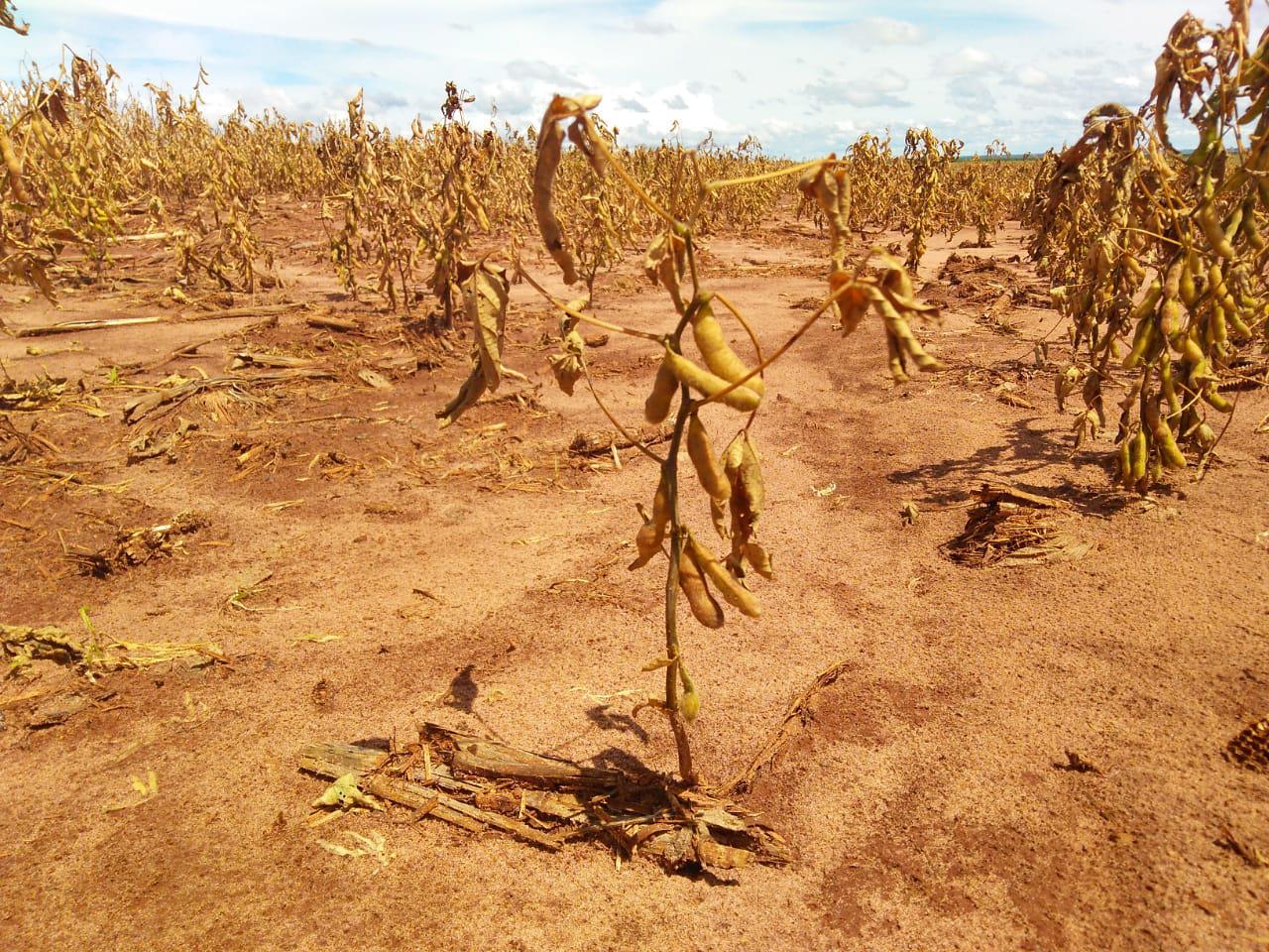 Lavoura de soja seca em Mato Grosso do Sul quebra