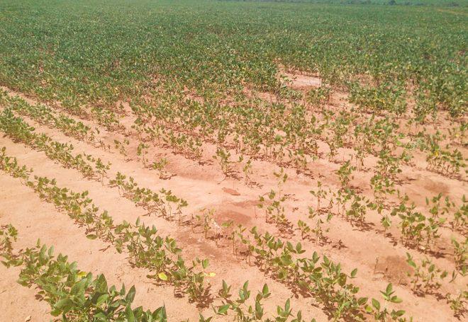 lavoura seca soja, Mato Grosso do Sul