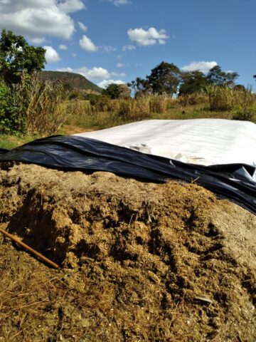 sorgo gigante silagem