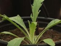 Curso capacita agricultores para manejo eficiente de plantas daninhas