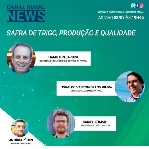 Assista na íntegra ao Canal Rural News: Safra de trigo, produção e qualidade